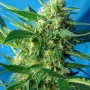 Семена конопли NYC DIESEL AUTO® от Sweet Seeds