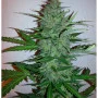 Cannabis seed variety Early Skunk Feminised Gold