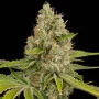 Cannabis seed variety OG Kush Feminised Gold
