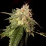 Cannabis seed variety OG Kush Feminised Gold