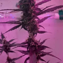 Auto Big Bang Feminised