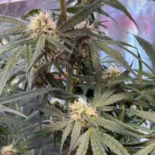 Blueberry feminised Monster Cannabis