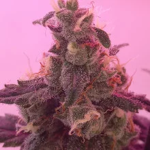 Auto Big Bang Feminised
