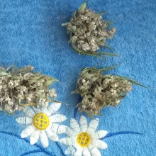 Auto Tereshkova Feminised