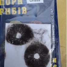 Psilocybe Cubensis spore Orissa