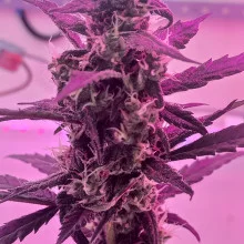 Auto Big Bang Feminised