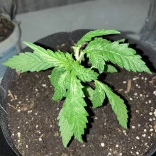 Auto Super Skunk Feminised