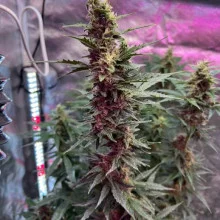 Auto White Widow Feminised Monster Cannabis