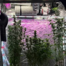 Auto White Widow Feminised Monster Cannabis