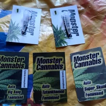 Auto Tutankhamon Feminised