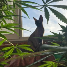 Auto Pablo Escobar Feminised