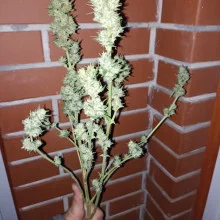 Auto AK 47 Feminised Monster Cannabis