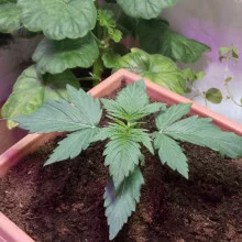 Лютий Напас Auto fem