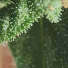 Auto White Widow Feminised Monster Cannabis