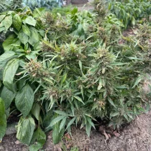 Auto Big Bang Feminised