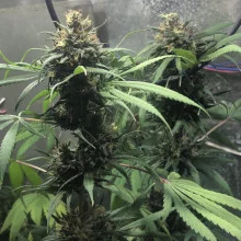 CBD Compassion Feminised Silver