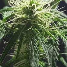 Auto Pablo Escobar Feminised