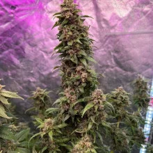 Auto Mazar Feminised