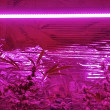 Suspend LED Phytolight Lamp LED-Light 50W L-50