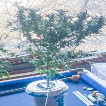 Afghan Kush feminised