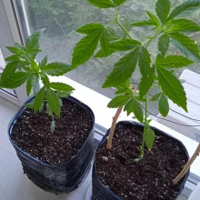 Auto Amnesia Feminised