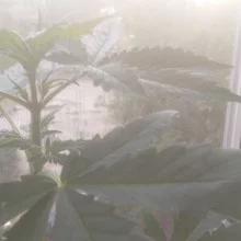 Auto Mazar Feminised