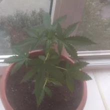 Auto Mazar Feminised