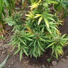 Pablo Escobar Feminised