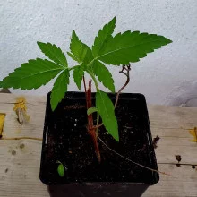 Auto AK 47 Feminised Monster Cannabis