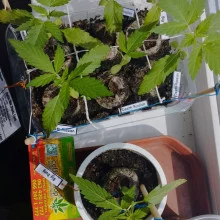 Auto Big Bang Feminised