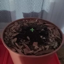 Auto AK 47 Feminised Monster Cannabis