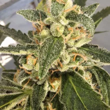 Auto AK 47 Feminised