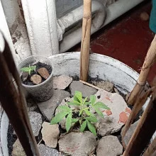 Auto Big Devil 2 Feminised