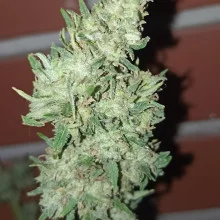 Auto AK 47 Feminised Monster Cannabis