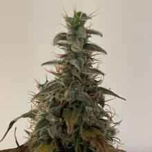 Auto Big Bang Feminised
