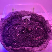 Auto AK 47 Feminised Monster Cannabis