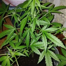 Auto Tutankhamon Feminised