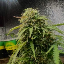 Auto White Widow Feminised Monster Cannabis