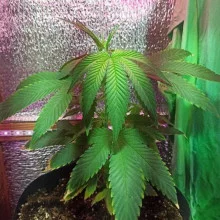 Blueberry feminised Monster Cannabis