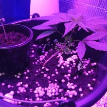 Auto Super Skunk Feminised