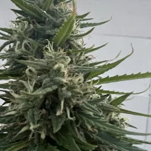 Auto Gagarin Feminised