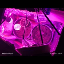 Auto Big Bang Feminised