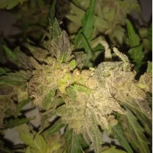 Auto Big Bang Feminised