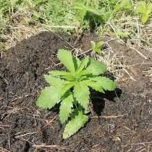 Afghan Kush feminised