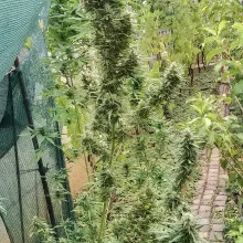 Auto AK 47 Feminised Monster Cannabis
