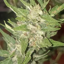 Auto Tutankhamon Feminised