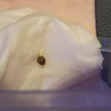 Auto AK 47 Feminised