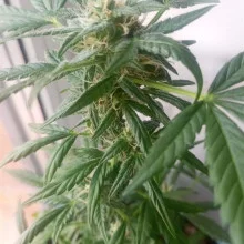 Auto AK 47 Feminised