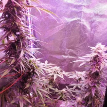 Auto AK 47 Feminised Monster Cannabis