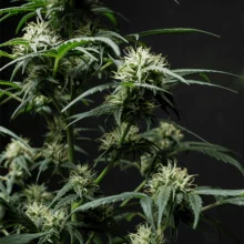 Auto Mazar Feminised